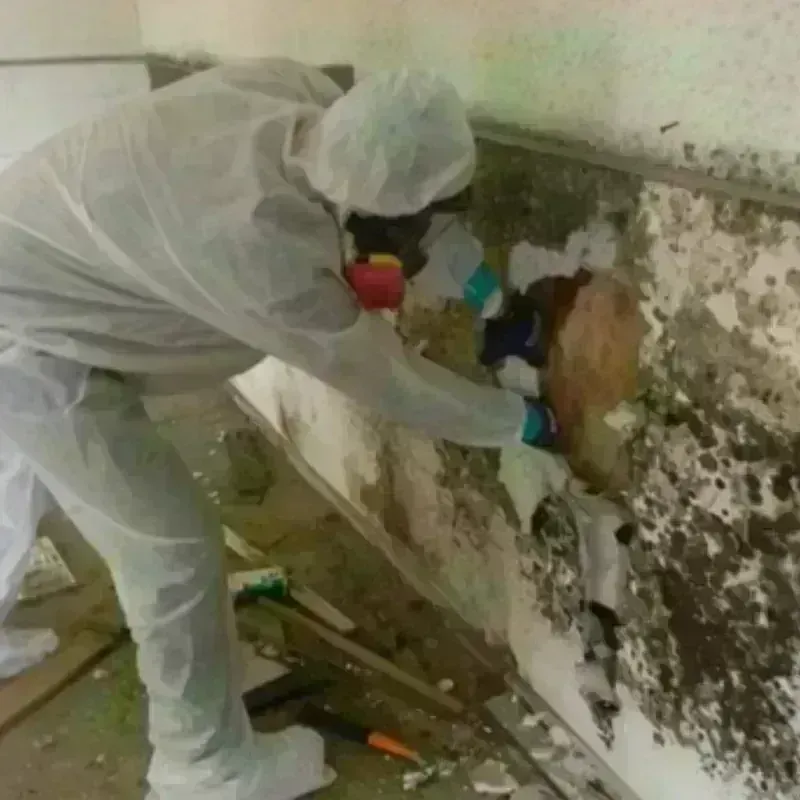 Mold Remediation and Removal in Cumberland County, NJ